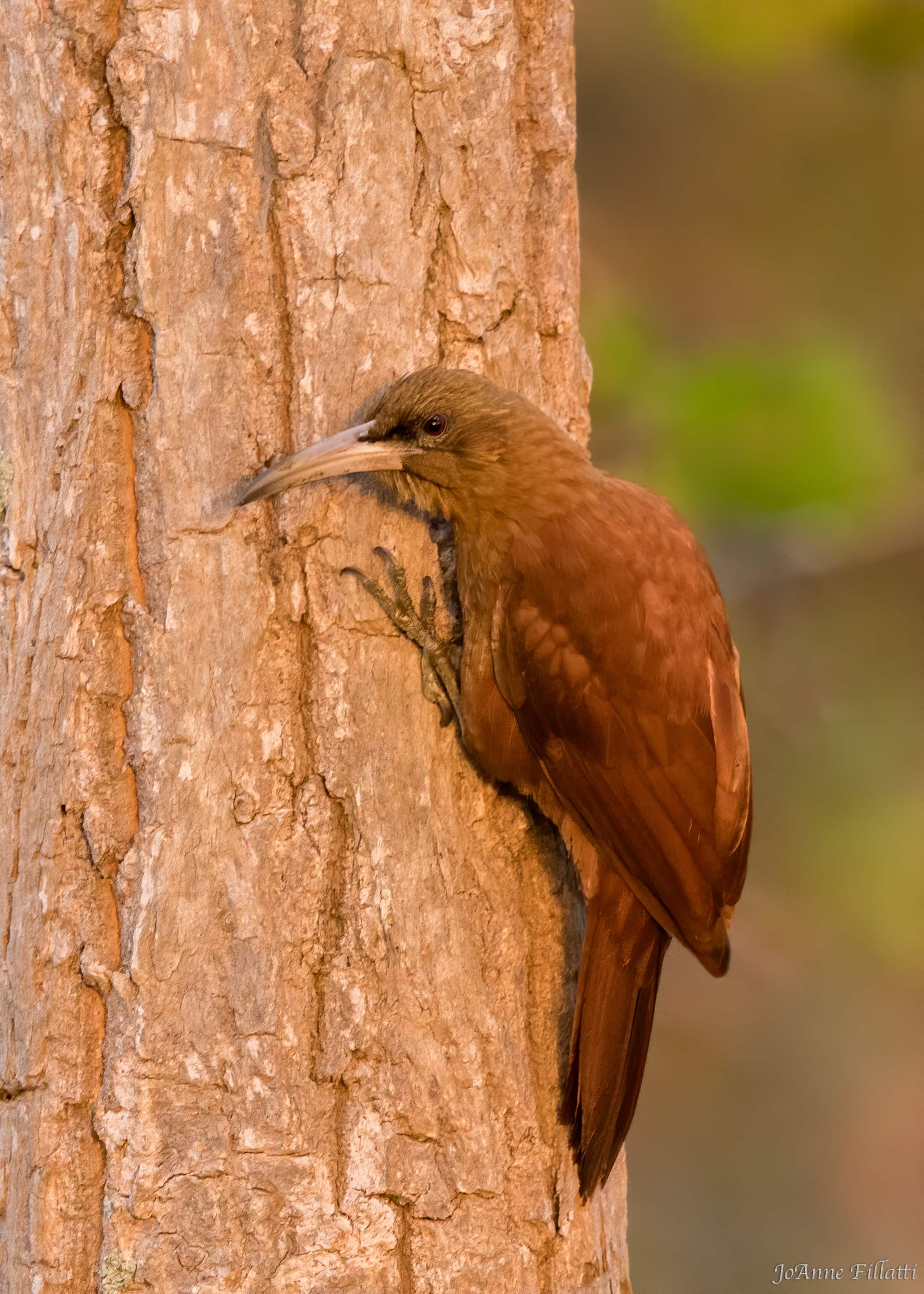 bird of brazil image 24